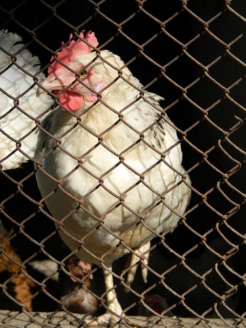 斯的合作不 斯的合作不